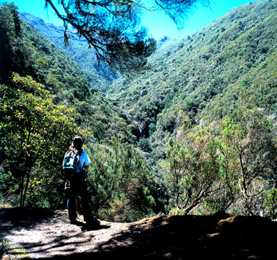 Grünes Tal beim Wandern im Inneren von Madeira